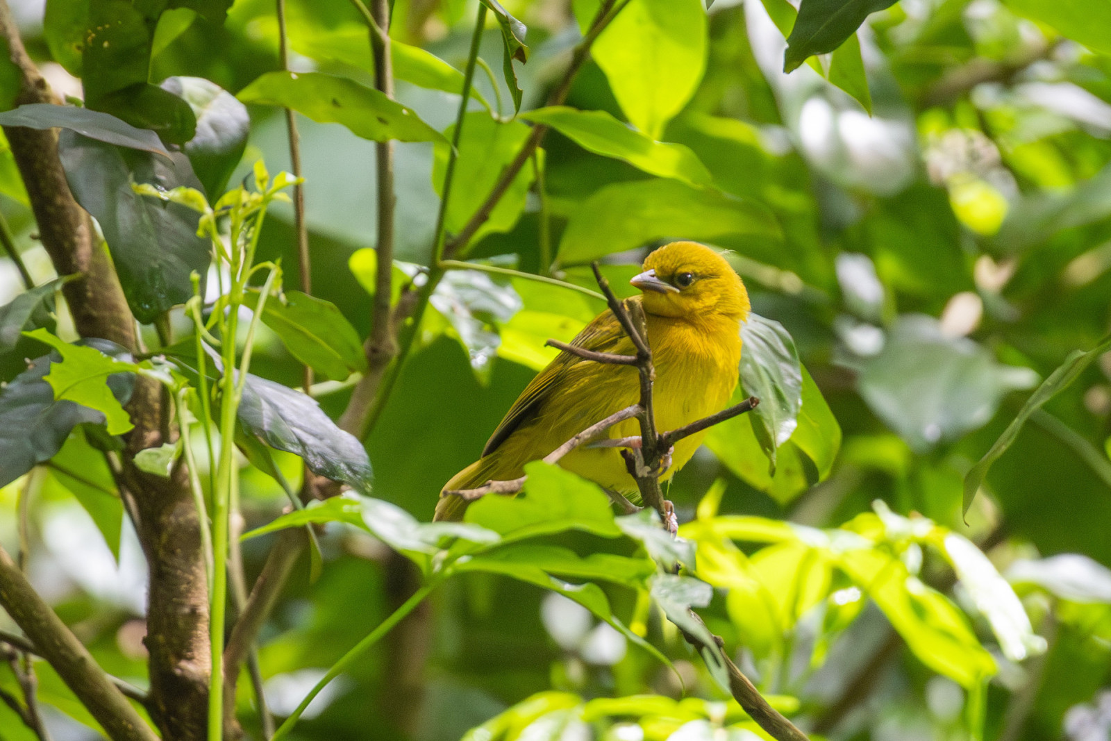 image Holub's Golden-Weaver